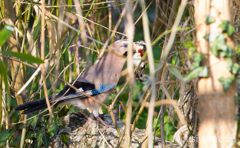 Geai 3393.jpg - Geai des chênesGarrulus glandariusEurasian Jay (Ermitage, Genève, Suisse, mars 2012)  Ce geai a capturé un chardonneret, mais nous ne savons pas s'il était déjà mort, ou si c'est le geai qui l'a tué.
